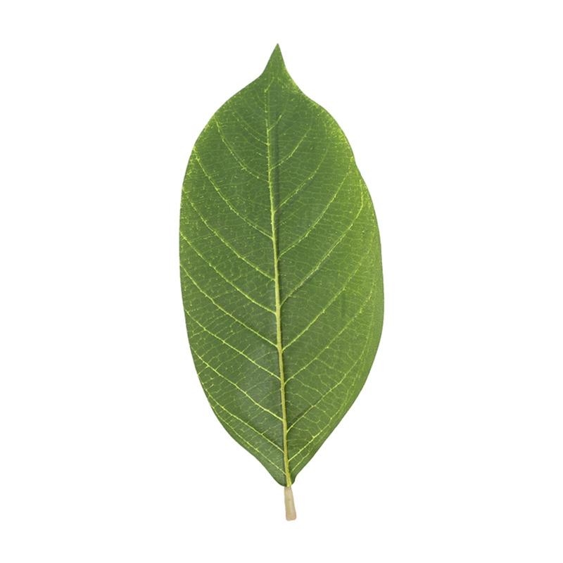 Artificial Green Magnolia Leav - Artificial Hanging Plants recension och pris